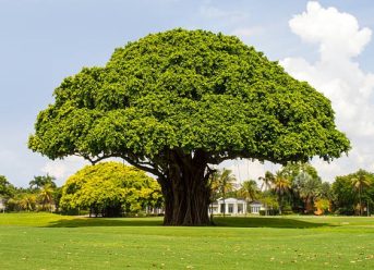 Pohon beringin